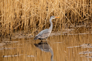 Heron