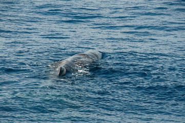 Whale watching in the Atlantic Ocean