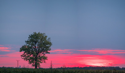 Fototapeta na wymiar Widok drzewa o zachodzie słońca w okolicach Puław