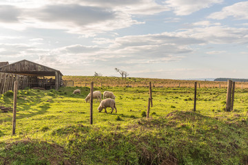 Fototapeta premium Sheep grazing in winter morning next to the stable 01