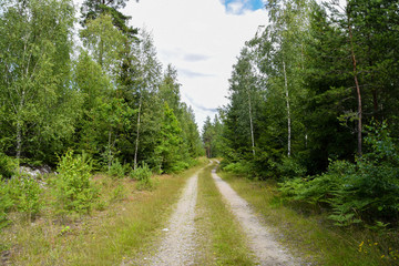 Lonely empty road surrounded by trees in the forest in Sweden