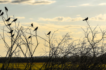 Silhouette of bird resting on twigs at dusk 01