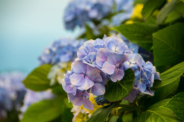 Hydrangeas are the typical flowers of the Azores Islands
