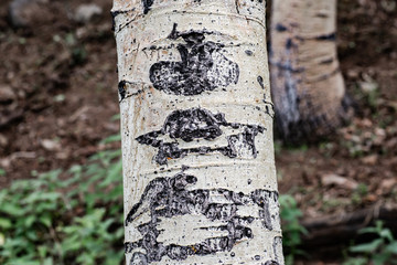 USA, Nevada, Nye County, Antelope Range. Arborglyph that looks a bit like a saucer shaped UFO carved on Aspen Tree in 1950s