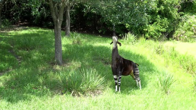 Okapi eating leaves off tree using it's long tongue. 