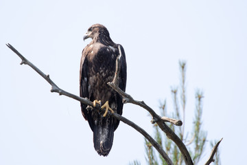 Immature Bald Eagle