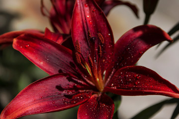 The flower of the lily is red carmine color with raindrops