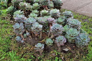 cabbage in the garden