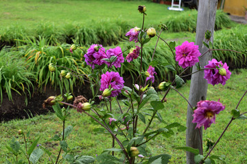 flowers in the garden at morning