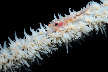 hiding in a coral