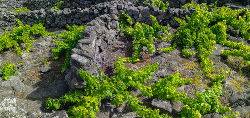Traditional vineyards in Pico Island, Azores. The vineyards are among stone walls, called the 