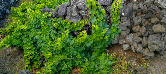 Traditional vineyards in Pico Island, Azores. The vineyards are among stone walls, called the 