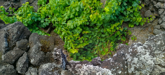 Traditional vineyards in Pico Island, Azores. The vineyards are among stone walls, called the 