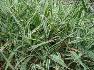 Green grass