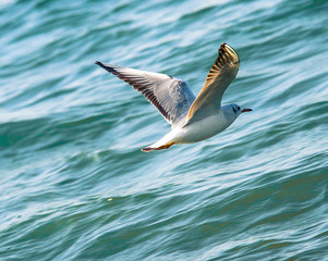Black-headed Gull (Chroicocephalus ridibundus) winter
