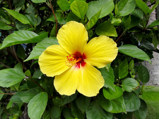 Yellow Hibiscus with red center in bloom with pollen on stem