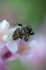 Bee on a flower with flies on it