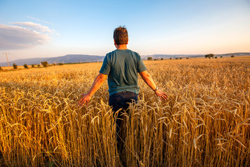 Naklejka na ściany i meble Farmer in a field of wheat at sunset