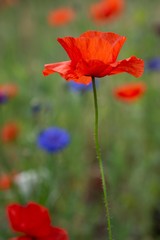 Obraz premium Isolated red poppy in a field of flowers