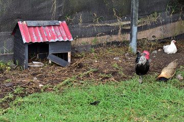 Rooster and chicken in the corral