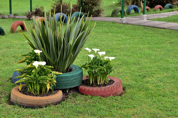 flowers in the garden at school