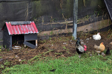 Rooster and chicken in the farm