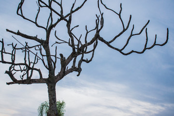 dead tree in winter