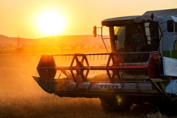 Harvested wheat field at sunset