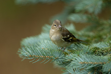 Common chaffinch sitting on a branch