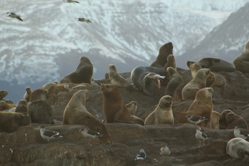 sea ​​lions in Canal Beagle, Ushuaia