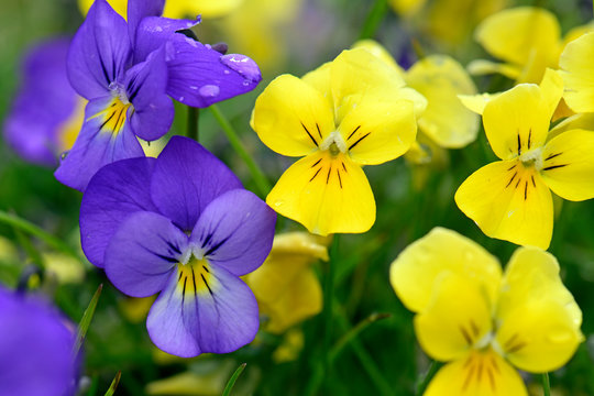 Wilde Veilchen (Viola velutina) auf dem Varnous im Nationalpark Prespa - Viola on Mt. Varnous in Prespa National Park