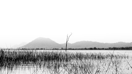 Beautiful black and white landscape: Beautiful tree on the river with mountain. Black and white nature background.
