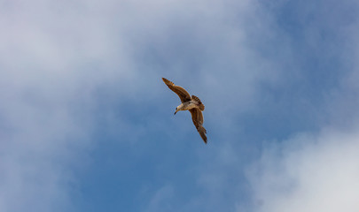 Seagull flying on blue sky background, sunny spring day, under view
