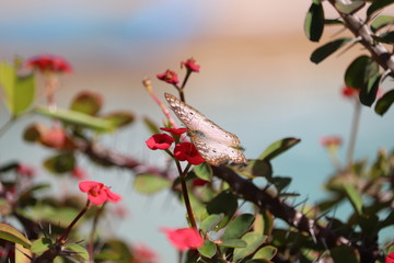 Butterfly and Flower