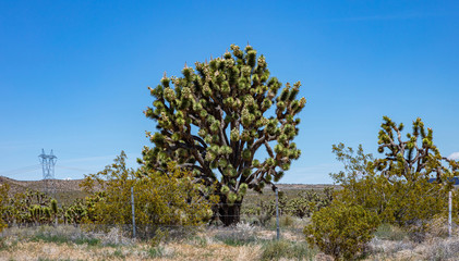Joshua tree cactus in Mojave desert, national park. US of America