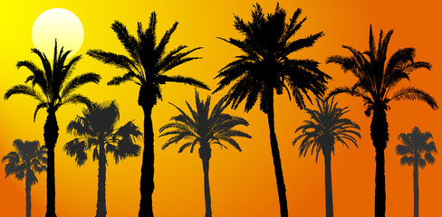 Fototapeta na wymiar Silhouettes of palm trees at sunrise, vector illustration