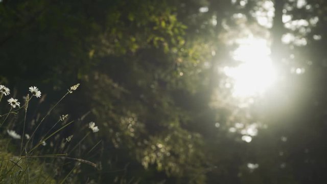 Still shot of daisies and grass in warm sunset light through the trees. Forest, nature.