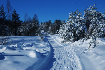 Road in the winter forest
