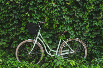 Fototapeta na wymiar City bicycle with a basket on green ivy creeper wall background. 