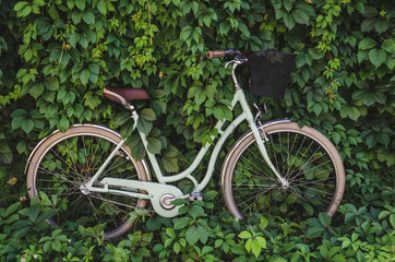 City bicycle with a basket on green ivy creeper wall background. 