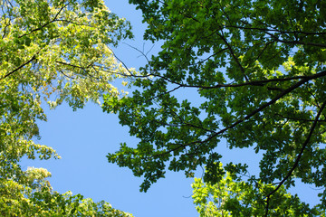 Photo up to the tree, top shot, summer forest from below, bottom view. Blue clear sky.
