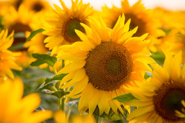 Close up picture of bright yellow sunflower surrounded by countless other sunflowers in endless field in the countryside