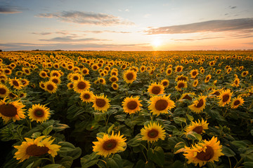 Sunflowers in summer. Yellow sunflowers blooming against an evening sun
