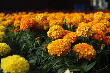 lots of yellow and orange marigolds