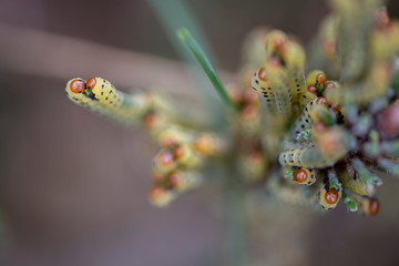 Redheaded pine sawfly larvae feed on evergreen needles.