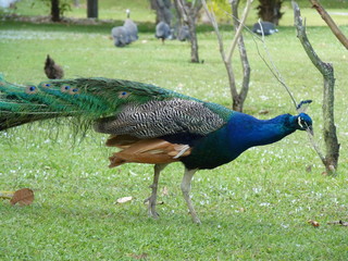 Obraz premium Indian Peacock