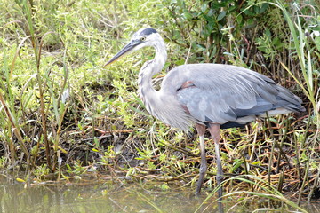 great blue heron