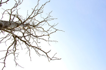 árbol seco