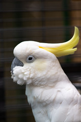 White cockatoo close up portrait birds nature zoo