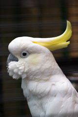 White cockatoo close up portrait birds nature zoo